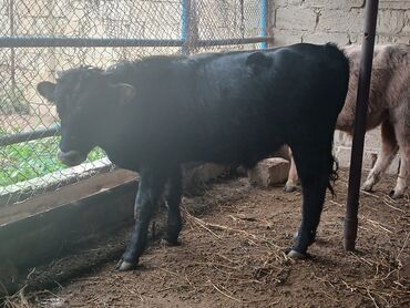 Dana, buzov: Məhsul: Dana (gənc iribuynuzlu heyvanlar) Təsvir: - Şəkillərdə bir — 8