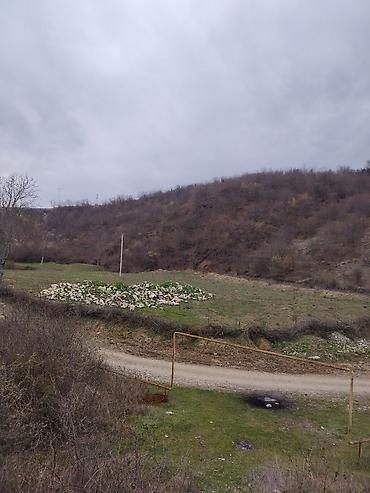 goy golde ucuz satılan evler: 14 sot, Tikinti, Barter mümkündür, Bələdiyyə — 5