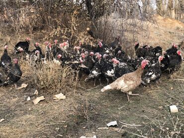 попугай с клеткой: Сатам | Эркек күрп | Кара ханзаада | Көбөйтүү үчүн | Асыл тукумдуу