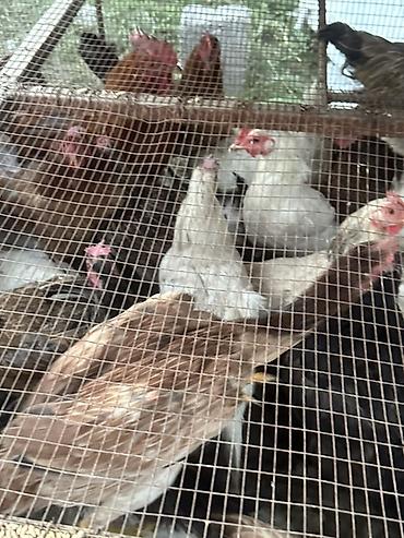 собаки самки: Продаю | Куры, Петух | Домашняя, Полубрама | Для разведения, На забой, Несушки — 2