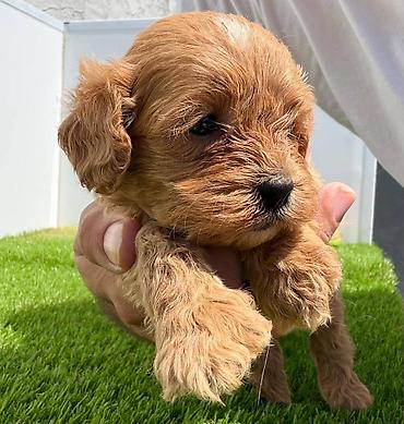 Psi: Cavapoo-Kavapu (cavalier king charles spaniel + pudla) Cavapoo, u — 7