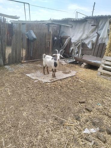 Südçülük və damazlıq üçün keçi - Cins: yerli süd istiqamətli keçi -