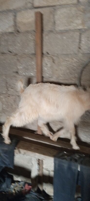 Dişi, Alpine, Zanen, il: 1, Damazlıq
