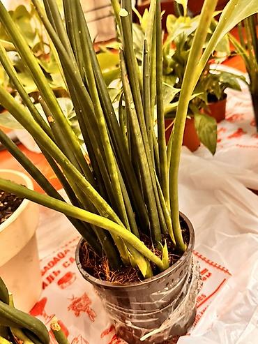 драценна: Сансевиерия цилиндрическая (Sansevieria cylindrica) в пластиковом — 1
