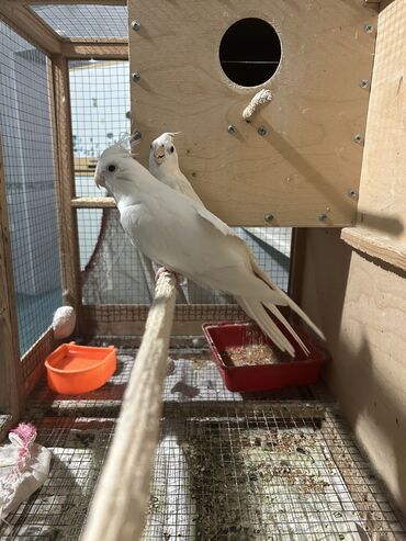 Tutuquşları: Korella yanaqsız albinoslar, cute hazır 11 aylıq 1 yaş erkek ve