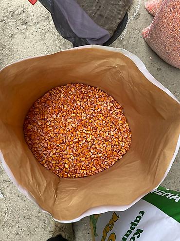 Зерновые культуры: Беде урук Бишкек оптом 🤝 — 11