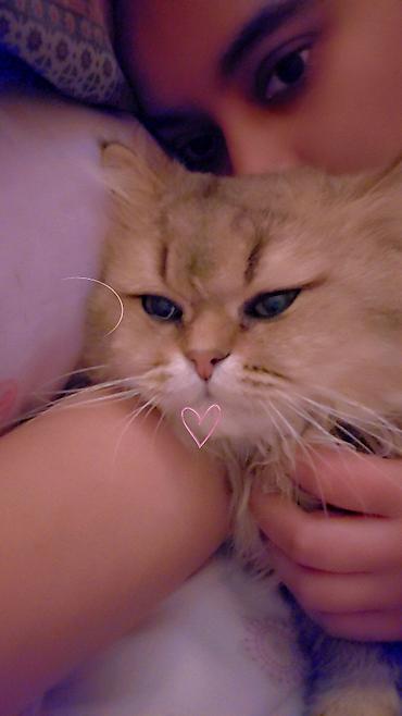 Продажа кошек: Сибирская, 2 года, Мальчик, Золотая шиншилла, Приучена к лотку, Проглистована, С прививками — 11