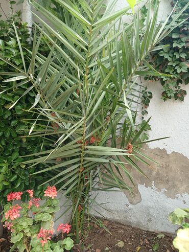 Сушилки: Xurmanın gənc ağacı (Phoenix dactylifera) – bağ və həyətlər üçün