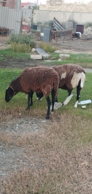 qurbanliq qoyunlar: Dünyaca ünlü fin koyunları satışda