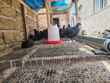 ayam cemani: Toyuq cücələri, Damazlıq — 2