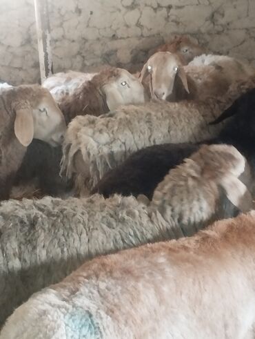 Другие животные: Козу кочкор сатылат 8 баш 7.8.Айлыктар Крук 19минден жакшы куйрукту — 5