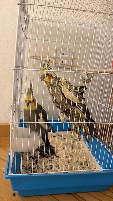 Зоотовары: Nimfa (Cockatiel) cütü və qəfəs dəsti Məhsulun təsviri: - İki ədəd — 4