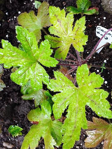 Другие садовые цветы и кустарники: Продаю гейхеру. В коллекции более 80 сортов. Звоните по тел. Вацап — 10