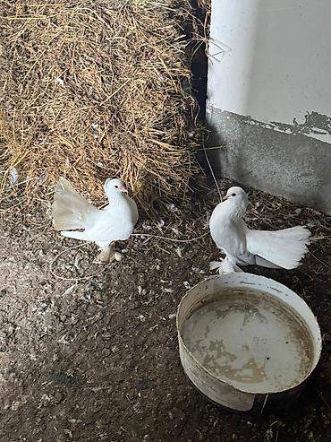 Quşlar: Sağlam quşlardır.qiymet bir ededine aiddir — 8