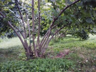 Torpaq sahələrinin satışı: 2000 sot, Kənd təsərrüfatı, Mülkiyyətçi, Kupça (Çıxarış) — 3