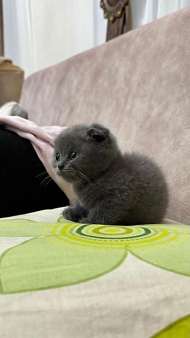 Кошки: Шотландская вислоухая — 3
