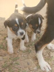 İtlər: 1 ay, Dişi, Ünvandan götürmə — 2