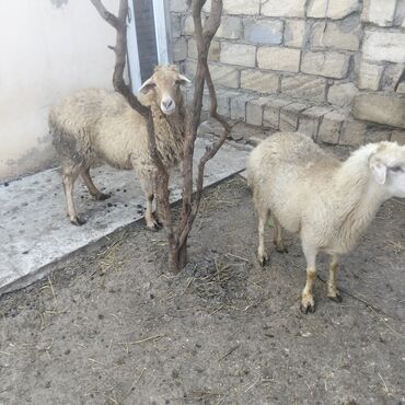 Qoyunlar, qoçlar: Qoyunlar kim wekilde satılır 1qoc 6qoyun var — 2