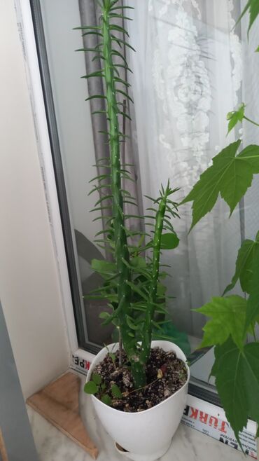 Otaq bitkiləri: 6-7azn aralığında dibçək gülləri satılır — 10