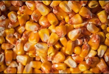 keto genetic цена: Продаю кукурузу сухая чистая сухая 14%влажность.Самовывоз