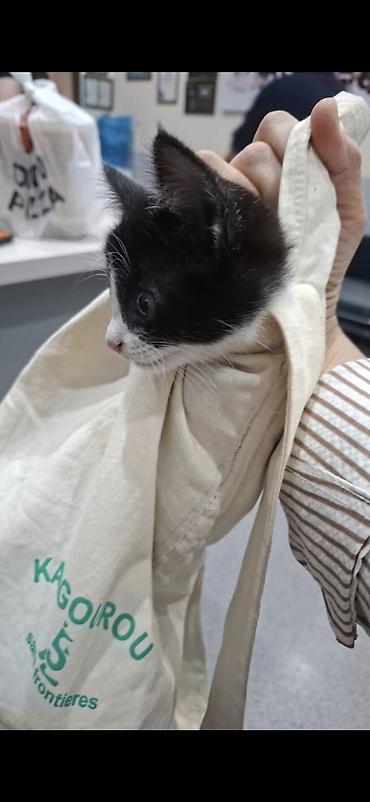 где можно взять кошку: 1 месяц, Девочка — 9