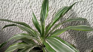 flamingo cvet: Dracena White Bird, velika, izuzetno raskošnog rasta — 1