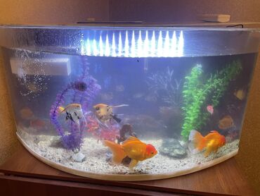 Рыбы: Продаю аквариум вместе с рыбами на 80 литров,с подсветкой термометром