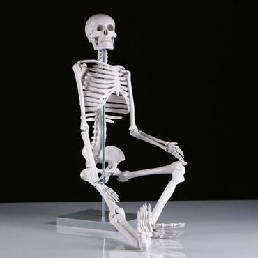 манекены бишкек: Макет "Скелет человека" 85см Бесплатная доставка по всему КР Цена