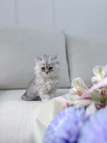 уй галштин: 2 айлык, Эркек, Күмүш өңдүү шиншилла, Лотокко барууга үйрөтүлгөн, Курттардан тазаланган