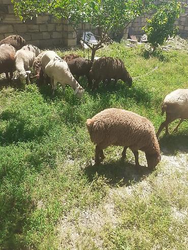 rengli quslar: 4 ana qoyun satilir heresinin 20- 25 kq eti var - Növ: qaragül və — 2