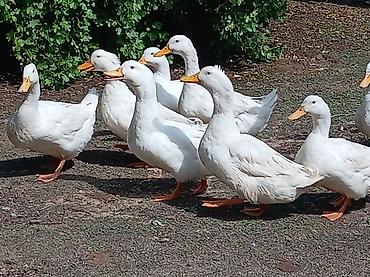 pekin ördeği: Ağ Pekin ördəkləri – yumurta və ətlik istiqamət - Cins: Ağ Pekin - — 8