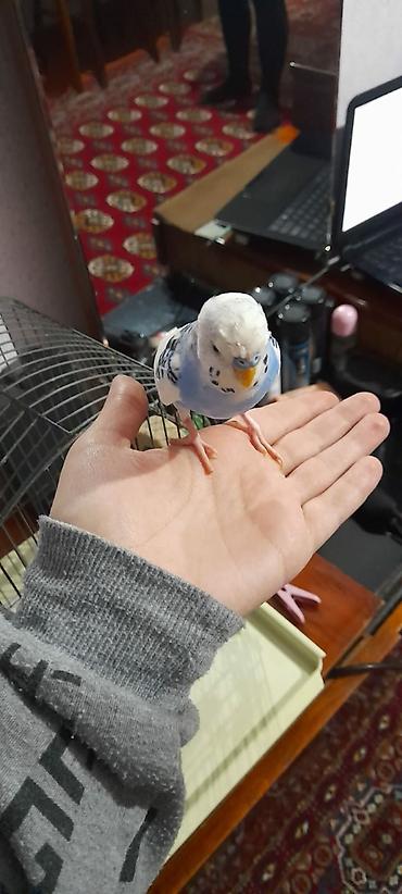 Tutuquşları: Ələ öyrəşmiş quşdu fikri ciddi olan vatcapa yazsin sumqayìt — 8