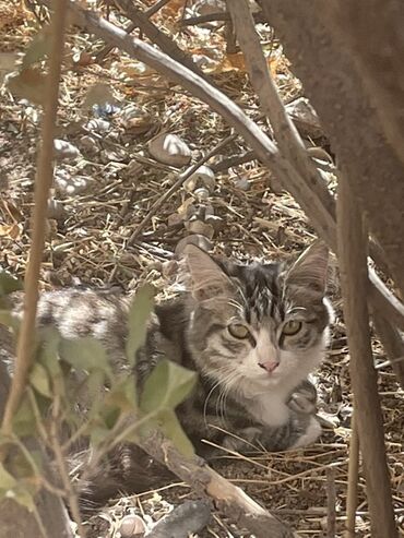 Отдам даром кошку: Кошка даром: Беспородная, 3 месяца, Мальчик, Метис, Проглистована — 7