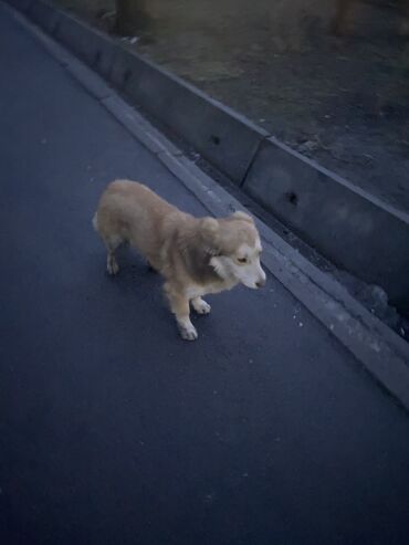 Собаки: Рядом с панфиловым парком, по улице логвиненко бродит собачка. Очень