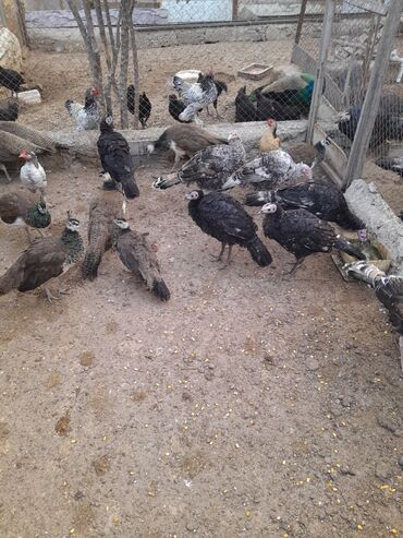 Hinduşka: Ferma quşları satılır – şəkillərdə olan növlər: - Hind quşları — 6