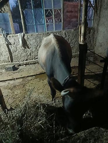 карова талас: Продаю | Корова (самка) — 4