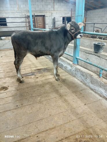 бамбуковая мышь: Продаю | Бык (самец) | Швицкая | Для разведения | Искусственник