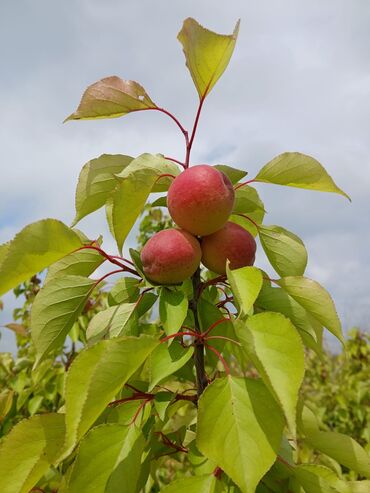 Tinglər: 🌿 SAQİ TİNGÇİLİK: Bağınıza Həyat Verin! 🌿 Tərtər keyfiyyəti bütün -da lalafo.az — 3 Tinglər: 🌿 SAQİ TİNGÇİLİK: Bağınıza Həyat Verin! 🌿 Tərtər keyfiyyəti bütün — 3