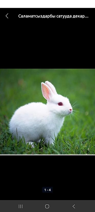 Декоративные кролики: Белые декоративные кролики - Окраc: полностью белый, у части малышей — 3