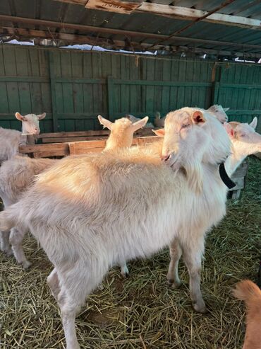 Козы, козлы: Продаю | Коза (самка) | Для разведения — 6