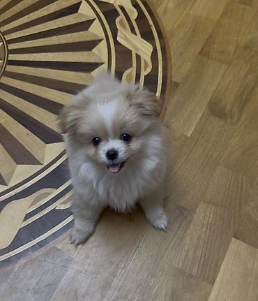 pomeranian it: Şpitz, 4 ay, Dişi, Peyvəndli — 4