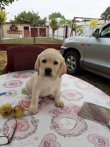 Psi: Labrador štenci na prodaju u žutoj i crnoj boji, oba pola u ponudi na lalafo.rs — 8 Psi: Labrador štenci na prodaju u žutoj i crnoj boji, oba pola u ponudi — 8