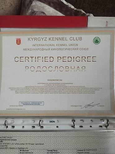 Продажа собак: Алабай, 3 месяца, Самец, С прививкой — 15