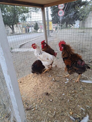 Heyvanlar üçün mallar: Toyuq, Damazlıq