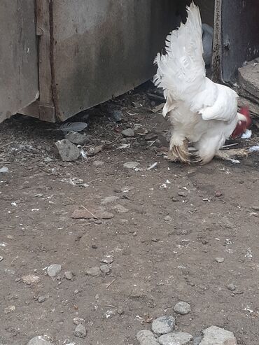 Xoruzlar: Yaponka xoruz 8 alıqdı aktiv sağlam xoruzdu təkdi — 7