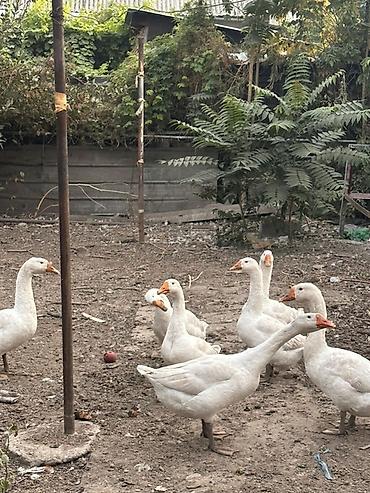 сколько стоят индюки: Домашние белые гуси, стадо. - Порода/тип: крупные белые гуси с — 1