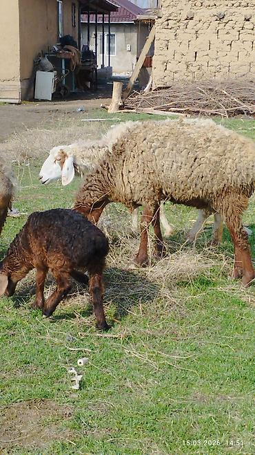 Баран, овца: Продаю | Овца (самка) | Для разведения | Матка — 4