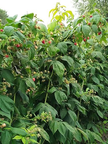 Фрукты и ягоды: Саженцы малины мапема полонез принимаю заказы на саженцы Малина — 18