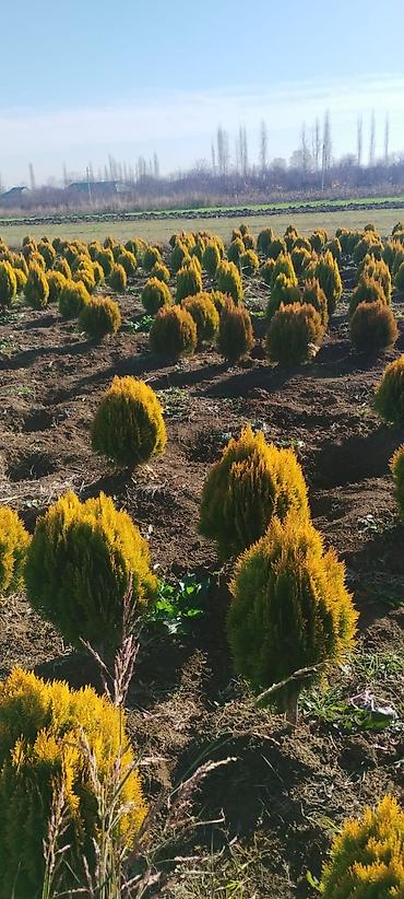 epimedium bitkisi satisi: Qızılı tuya – dekorativ həmişəyaşıl iynəyarpaq kollar - Növ: Thuja — 5