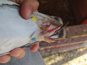 ən gozəl itlər: Təmiz qan türk taklası satılır .Oynaq quşdur heçbir problemi yoxdur — 4